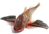 gurnard.jpg