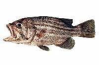 aobadai.jpg