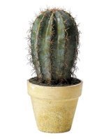 cactus.jpg