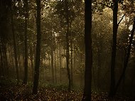 forest.jpg