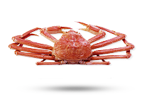opilio-snow-crab2.png