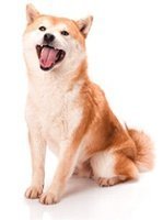 shibainu.jpg