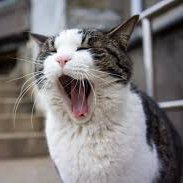 yawn.jpg
